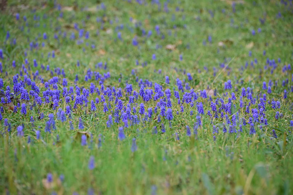 ムスカリ群生　１