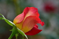 薔薇　希望