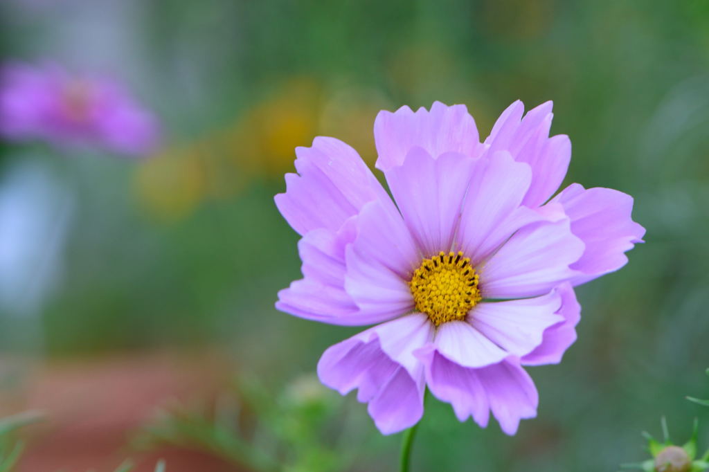 秋桜　シーシェル　正面