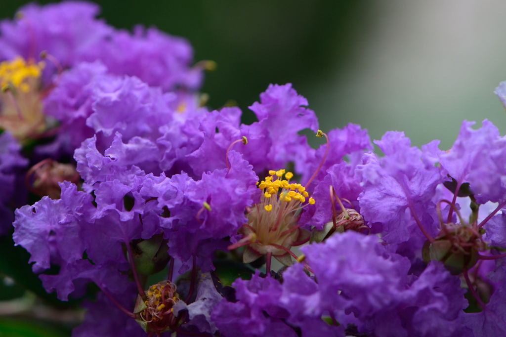 サルスベリ 紫 By ５０１ Id 写真共有サイト Photohito