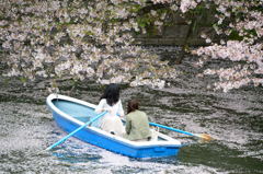 千鳥ケ淵といえば 千鳥ケ淵といえば