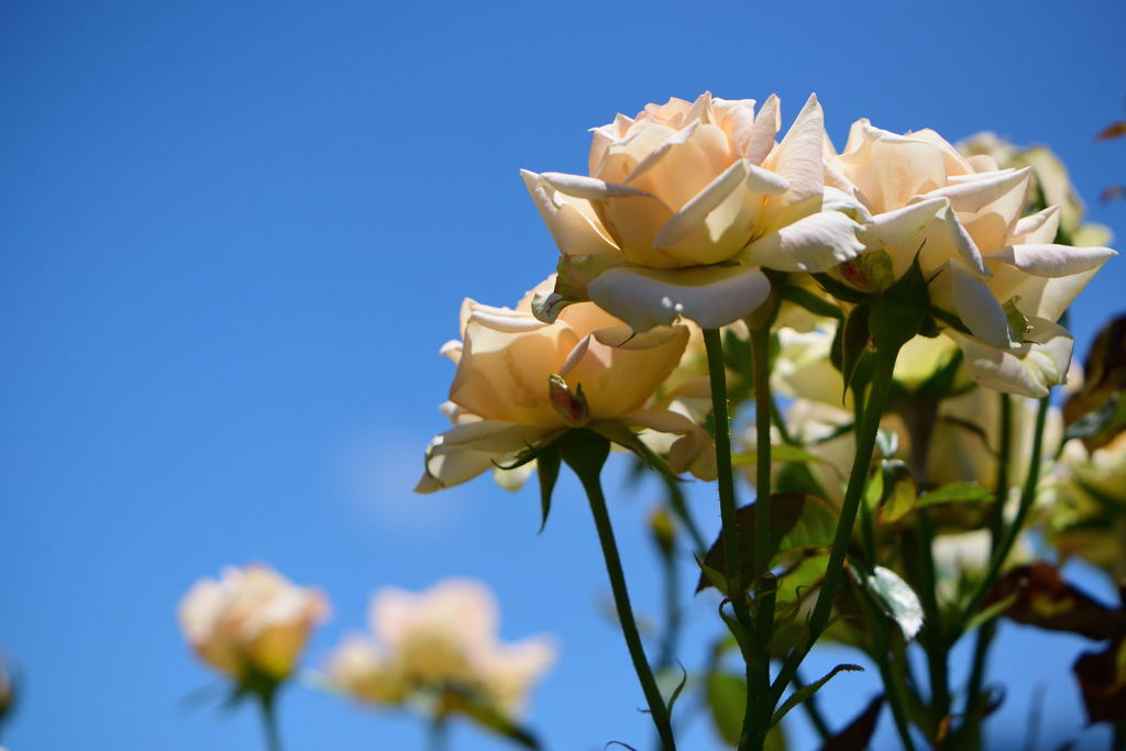 薔薇　アンゲリカ