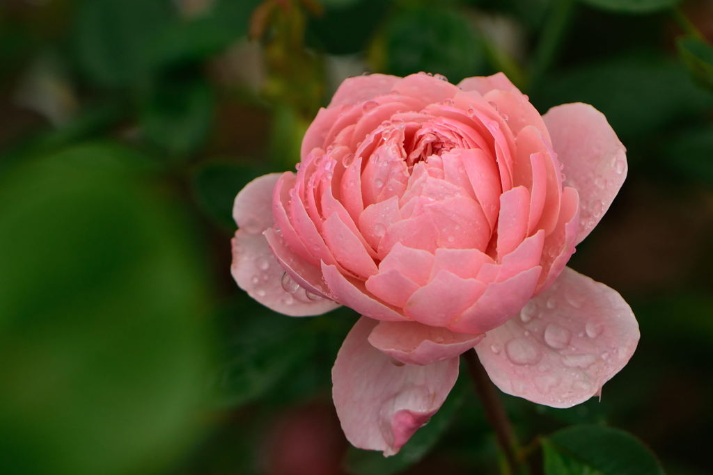 薔薇　ジ　アレンウィック　ローズ