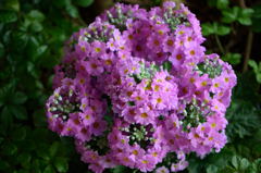 西洋桜草　桃