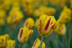 チューリップ　ワシントン