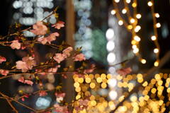夜桜