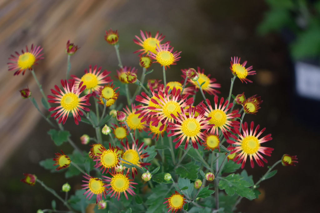 古典菊　御所車