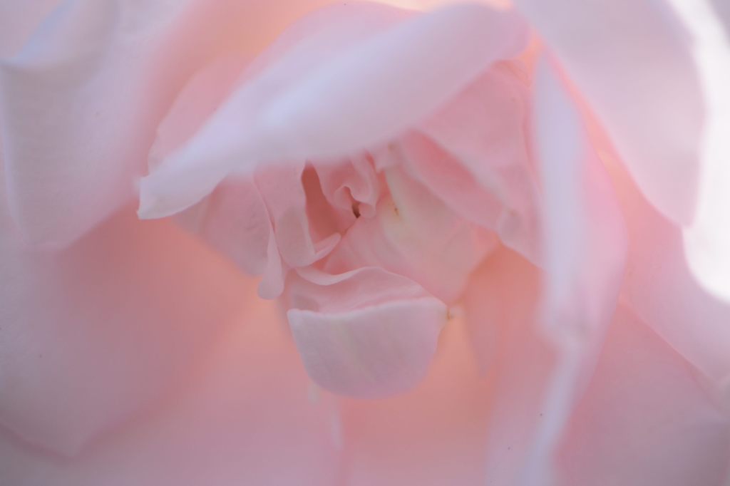 春薔薇の思い出15