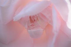 春薔薇の思い出15