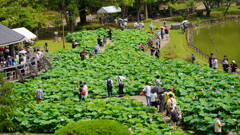 大賀ハスまつり 全景