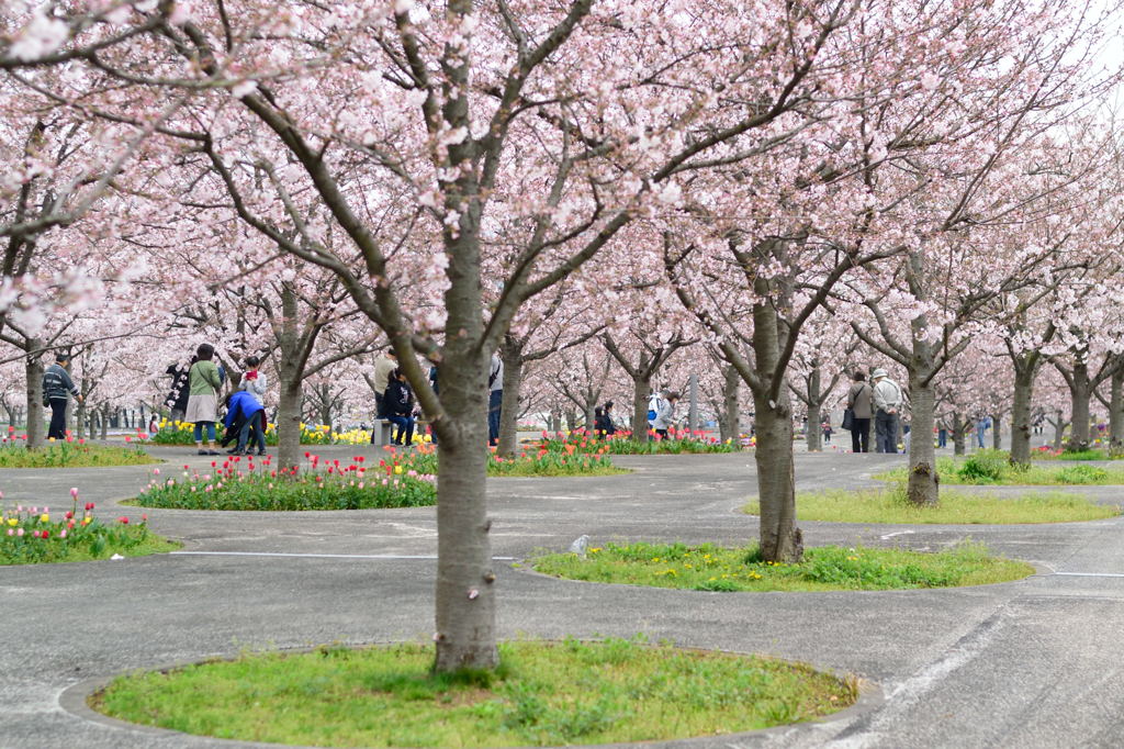 さくら広場