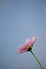 秋桜　日の丸　3