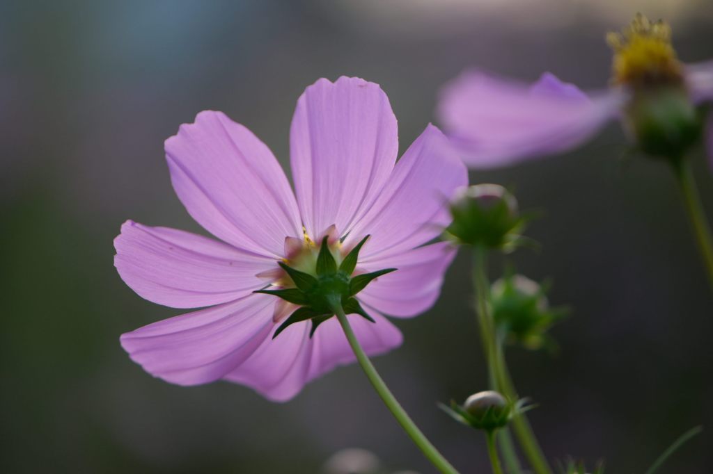 ふつうの秋桜　8