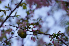 サクジロー　２