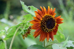 向日葵　ミラクルチョコレート