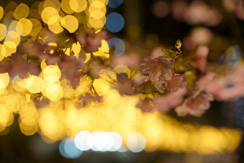 夜桜　リバーストリート