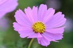 ふつうの秋桜　6