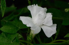朝顔　青打込弱渦常葉白丸咲牡丹