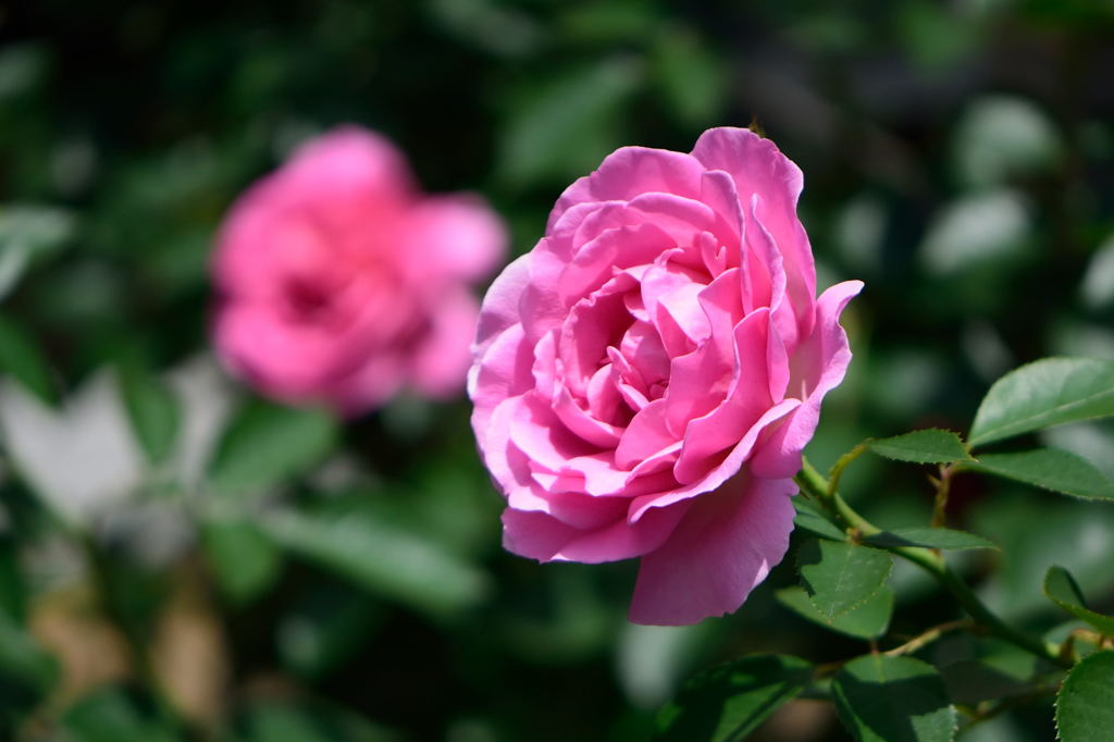 パソナの薔薇　1