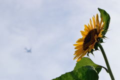 ヒマワリ....そして、飛行機