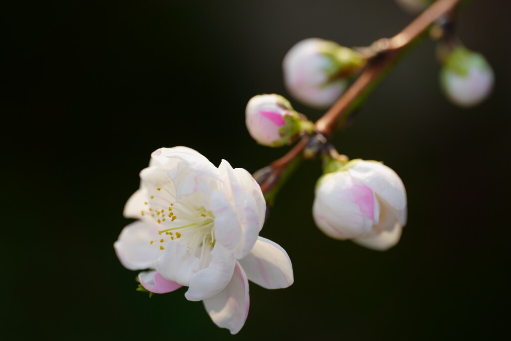 花桃