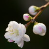 花桃