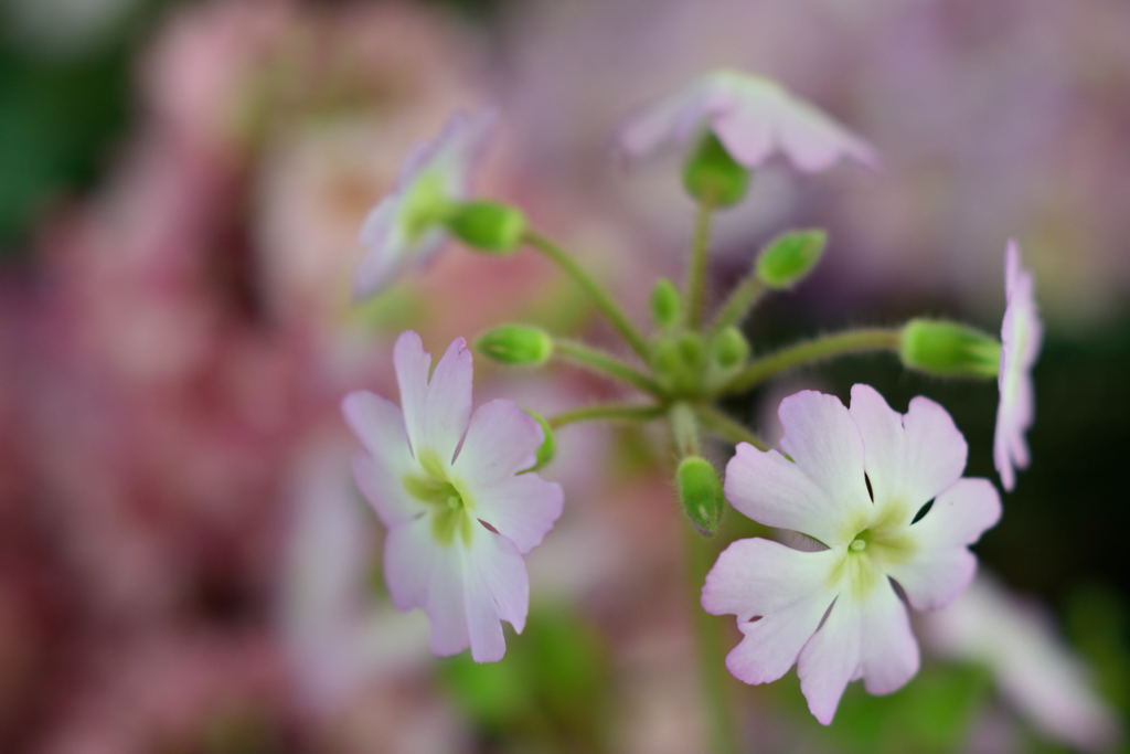 雲南桜草　１