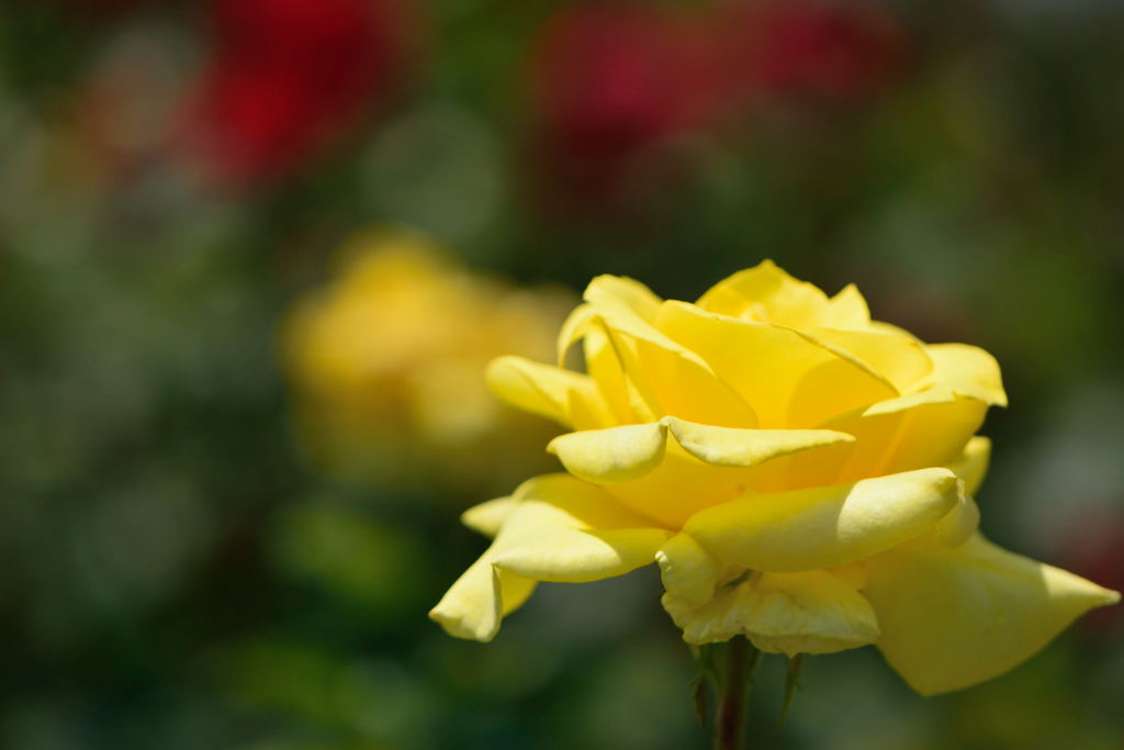 薔薇　黄