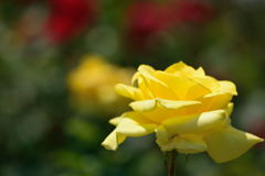 薔薇　黄