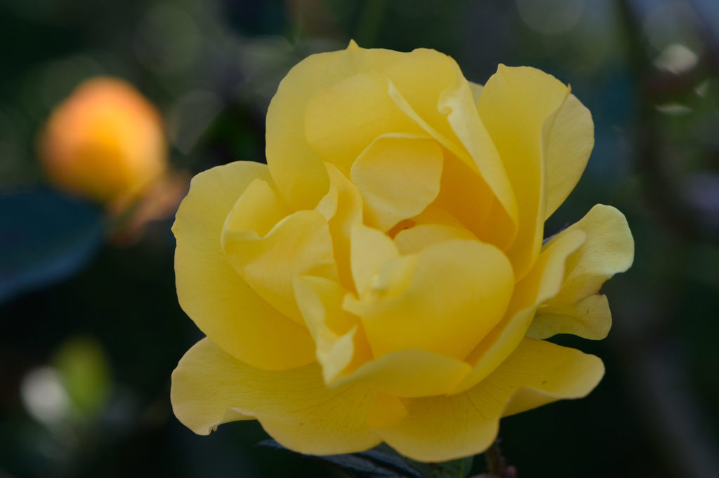 薔薇　ゴールドマリー84