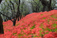 権現堂　彼岸花　終