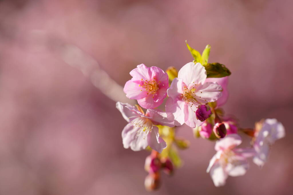河津桜　４