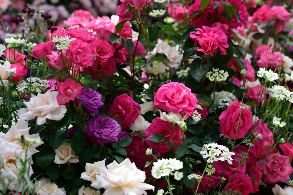 ファンケル　花瓶の花たち