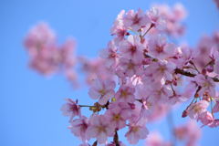 河津桜　１０