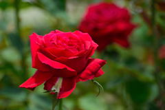 薔薇　アメリカン プライド