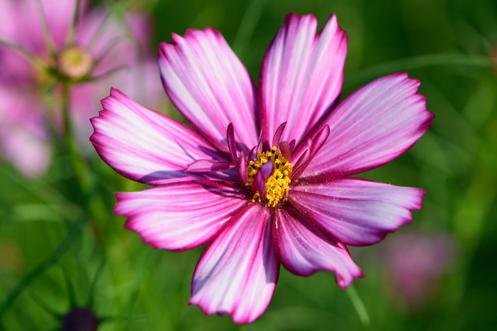 秋桜　フィジーローズピコティ　３