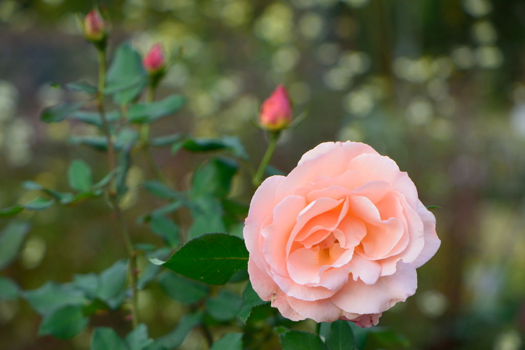 薔薇　アプリコット・ネクター
