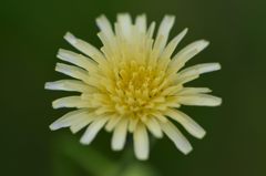 ノゲシの花