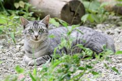 家族の肖像の一番左の子