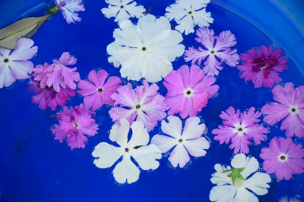 日本桜草　水に浮かべてみたものの....