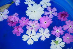 日本桜草　水に浮かべてみたものの....