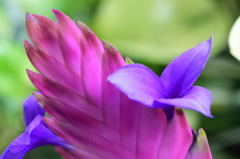 チランジア キアネア