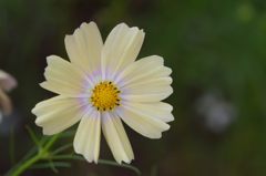 秋桜　サンセットイエロー　2