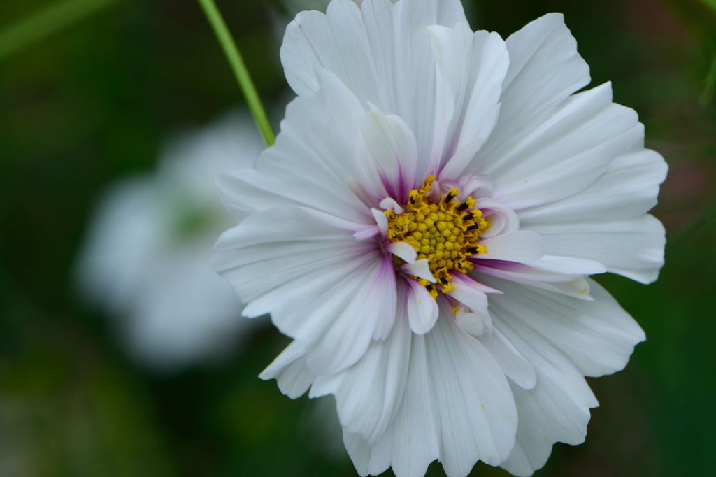秋桜　ダブルクリック　バイカラーピンク
