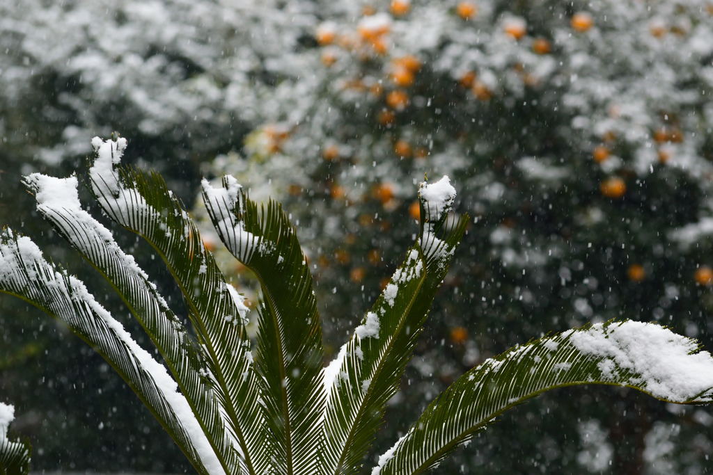 また雪が降りました(^o^)