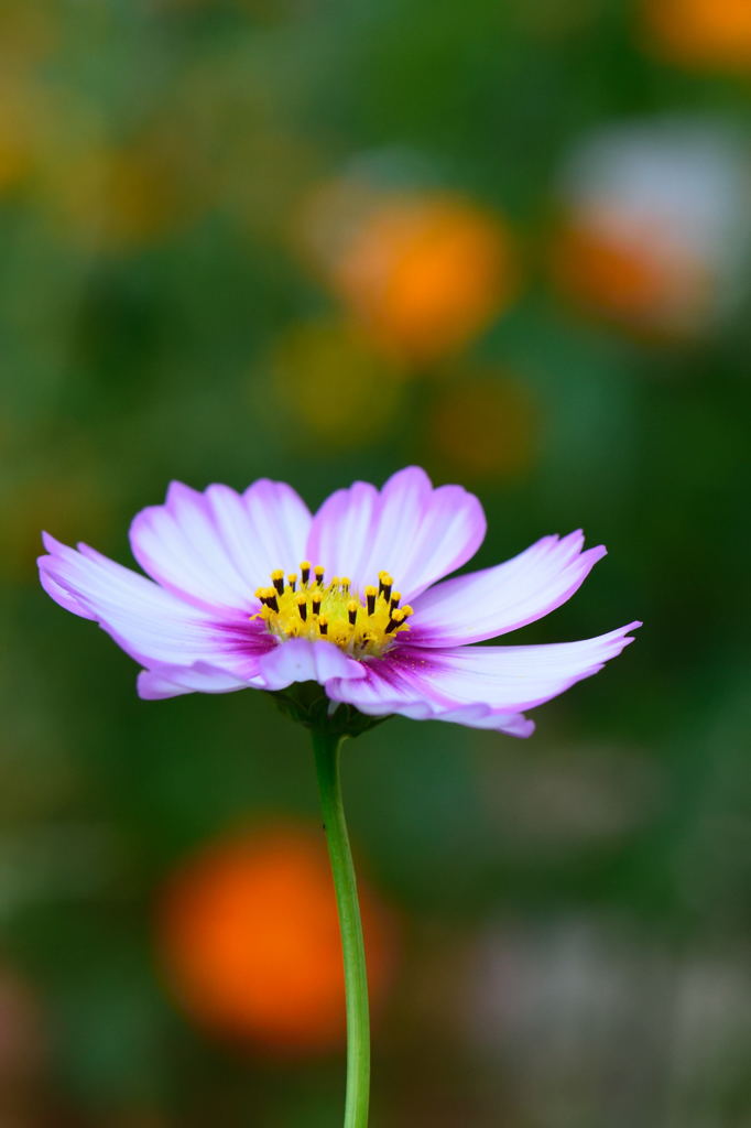 秋桜　ピコティ