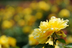 薔薇　ドフト　ゴールド