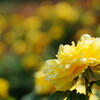 薔薇　ドフト　ゴールド