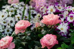 薔薇の寄せ植え