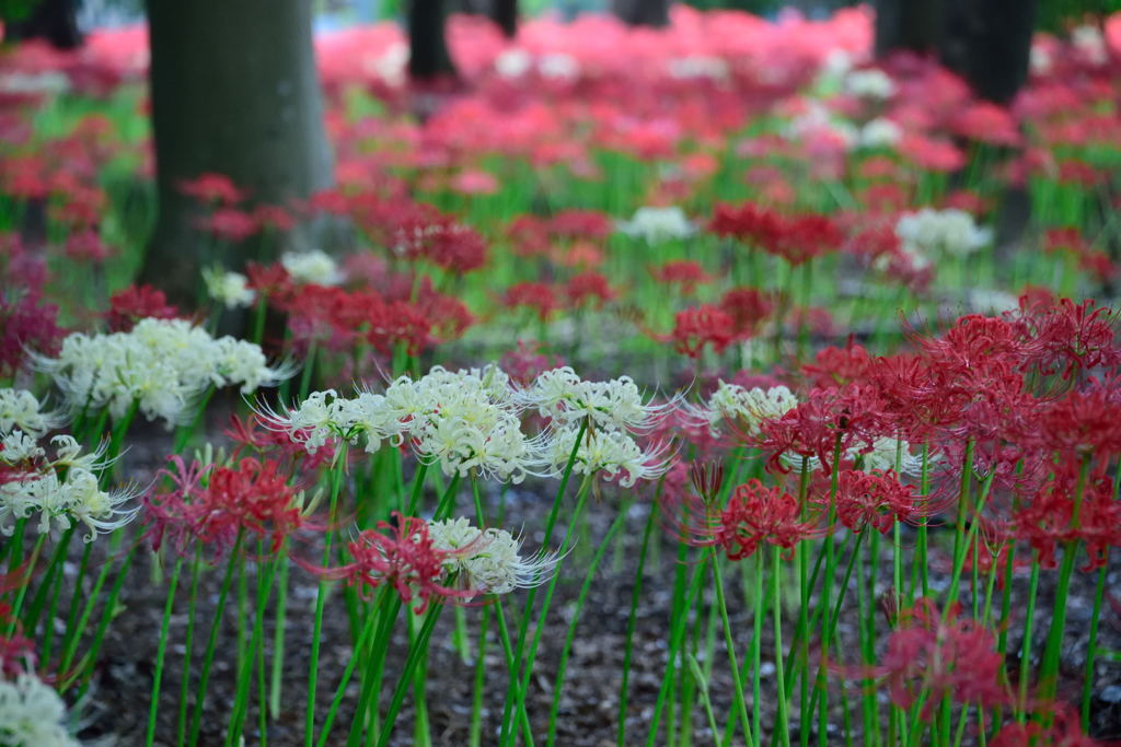 祖光院に行きました